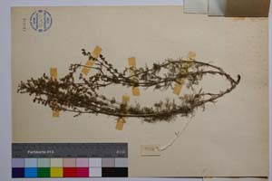 Galium flavescens Borb. var. brevifolium Anchev [ SOMXXXXX0146] (2) (c) Institute of Biodiversity and Ecosystem Research, BAS — Vascular Plants and Mosses Collections (SOM)