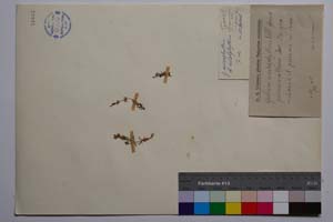 Galium anisophyllum Vill. f. pirinicum Urum. & Jav. [ SOMXXXXX0147] (c) Institute of Biodiversity and Ecosystem Research, BAS — Vascular Plants and Mosses Collections (SOM)