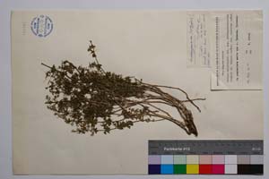 Galium heldreichii Hal. ssp. protopycnotrichum (Krendl. & Ehrend.) Anchev var. obovatum Anchev [ SOMXXXXX0149] (c) Institute of Biodiversity and Ecosystem Research, BAS — Vascular Plants and Mosses Collections (SOM)