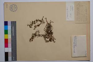 Galium stojanovi Deg. et Urum ssp. pedunculatum (Stoj. & Stef.) var. intermedium Stoj. & Acht. [ SOMXXXXX0150] (c) Institute of Biodiversity and Ecosystem Research, BAS — Vascular Plants and Mosses Collections (SOM)