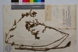 Galium verum L. f. trichanthum Anchev [ SOMXXXXX0151] (c) Institute of Biodiversity and Ecosystem Research, BAS — Vascular Plants and Mosses Collections (SOM)