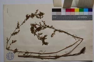 Galium verum L. f. trichanthum Anchev [ SOMXXXXX0151] (2) (c) Institute of Biodiversity and Ecosystem Research, BAS — Vascular Plants and Mosses Collections (SOM)