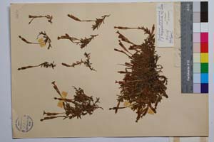 Gentiana pyreniaca L. f. longipedunculata Koz. & Petrova [ SOMXXXXX0152] (2) (c) Institute of Biodiversity and Ecosystem Research, BAS — Vascular Plants and Mosses Collections (SOM)