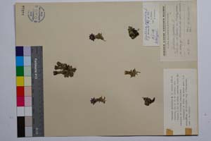 Gentiana pyrenaica L. f. minuta Koz. & Petrova [ SOMXXXXX0153] (c) Institute of Biodiversity and Ecosystem Research, BAS — Vascular Plants and Mosses Collections (SOM)