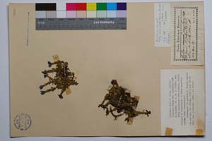 Gentiana verna L. ssp. pontica (Soltok.) Hayek var. davidovii Koz. & Petrova [ SOMXXXXX0154] (c) Institute of Biodiversity and Ecosystem Research, BAS — Vascular Plants and Mosses Collections (SOM)