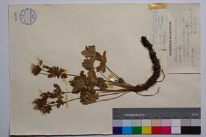 Geranium macrorhizum L. f. alba [ SOMXXXXX0157] (c) Institute of Biodiversity and Ecosystem Research, BAS — Vascular Plants and Mosses Collections (SOM)