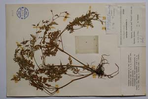 Geranium robertianum L. var. glabrinux Petrova & Koz. [ SOMXXXXX0158] (c) Institute of Biodiversity and Ecosystem Research, BAS — Vascular Plants and Mosses Collections (SOM)
