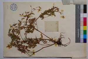 Geranium robertianum L. var. glabrinux Petrova & Koz. [ SOMXXXXX0158] (2) (c) Institute of Biodiversity and Ecosystem Research, BAS — Vascular Plants and Mosses Collections (SOM)