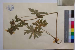 Geranium sylvaticum L. var. glanduligerum Petrova & Koz. [ SOMXXXXX0159] (2) (c) Institute of Biodiversity and Ecosystem Research, BAS — Vascular Plants and Mosses Collections (SOM)
