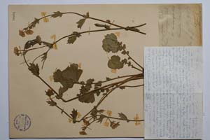 Geum phodopaeum Stoj. & Stef. [ SOMXXXXX0160] (c) Institute of Biodiversity and Ecosystem Research, BAS — Vascular Plants and Mosses Collections (SOM)