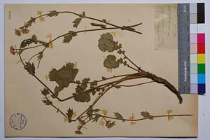 Geum phodopaeum Stoj. & Stef. [ SOMXXXXX0160] (2) (c) Institute of Biodiversity and Ecosystem Research, BAS — Vascular Plants and Mosses Collections (SOM)