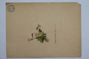 Haberlea ferdinandi coburgii Urum. [ SOMXXXXX0161] (c) Institute of Biodiversity and Ecosystem Research, BAS — Vascular Plants and Mosses Collections (SOM)