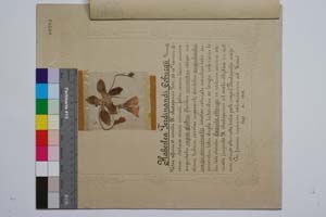 Haberlea ferdinandi coburgii Urum. [ SOMXXXXX0161] (2) (c) Institute of Biodiversity and Ecosystem Research, BAS — Vascular Plants and Mosses Collections (SOM)