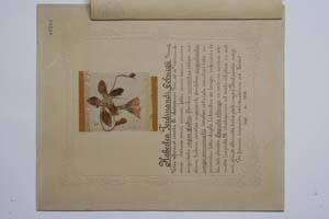 Haberlea ferdinandi coburgii Urum. [ SOMXXXXX0161] (3) (c) Institute of Biodiversity and Ecosystem Research, BAS — Vascular Plants and Mosses Collections (SOM)