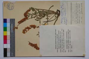 Hedysarum grandiflorum Pall. ssp. bulgaricum Koz. [ SOMXXXXX0162] (c) Institute of Biodiversity and Ecosystem Research, BAS — Vascular Plants and Mosses Collections (SOM)