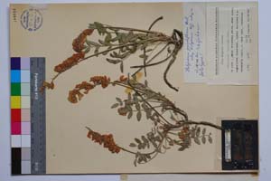 Hedysarum grandiflorum Pall. ssp. bulgaricum Koz. [ SOMXXXXX0162] (2) (c) Institute of Biodiversity and Ecosystem Research, BAS — Vascular Plants and Mosses Collections (SOM)