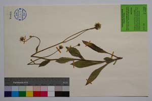 Hieracium ancevii Szelag [ SOMXXXXX0163] (c) Institute of Biodiversity and Ecosystem Research, BAS — Vascular Plants and Mosses Collections (SOM)