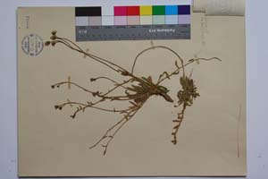 Hieracium brachiatum Bert. ssp. davidovii T. Georg. [ SOMXXXXX0164] (2) (c) Institute of Biodiversity and Ecosystem Research, BAS — Vascular Plants and Mosses Collections (SOM)