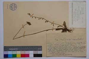 Hieracium densiflorum Tsch. ssp. parcipilum T. Georg. [ SOMXXXXX0165] (c) Institute of Biodiversity and Ecosystem Research, BAS — Vascular Plants and Mosses Collections (SOM)