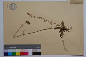 Hieracium densiflorum Tsch. ssp. parcipilum T. Georg. [ SOMXXXXX0165] (2) (c) Institute of Biodiversity and Ecosystem Research, BAS — Vascular Plants and Mosses Collections (SOM)