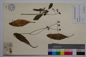 Hieracium kittanae Vladimirov [ SOMXXXXX0167] (c) Institute of Biodiversity and Ecosystem Research, BAS — Vascular Plants and Mosses Collections (SOM)