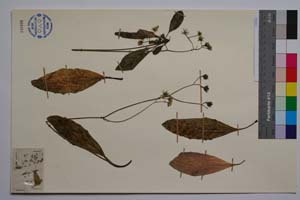 Hieracium kittanae Vladimirov [ SOMXXXXX0167] (2) (c) Institute of Biodiversity and Ecosystem Research, BAS — Vascular Plants and Mosses Collections (SOM)