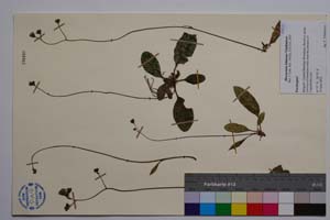 Hieracium kittanae Vladimirov [ SOMXXXXX0168] (c) Institute of Biodiversity and Ecosystem Research, BAS — Vascular Plants and Mosses Collections (SOM)