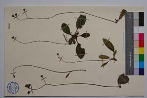 Hieracium kittanae Vladimirov [ SOMXXXXX0168] (2) (c) Institute of Biodiversity and Ecosystem Research, BAS — Vascular Plants and Mosses Collections (SOM)