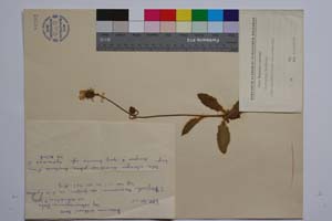 Hieracium leitneri Boiss. ssp. velenovskvanum zahn. var. sericatum T. Georg. [ SOMXXXXX0169] (c) Institute of Biodiversity and Ecosystem Research, BAS — Vascular Plants and Mosses Collections (SOM)