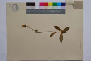 Hieracium leitneri Boiss. ssp. velenovskvanum zahn. var. sericatum T. Georg. [ SOMXXXXX0169] (2) (c) Institute of Biodiversity and Ecosystem Research, BAS — Vascular Plants and Mosses Collections (SOM)