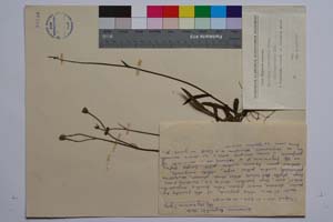 Hieracium ruprechtii Boiss. ssp. trojanicum T. Georg. [ SOMXXXXX0170] (c) Institute of Biodiversity and Ecosystem Research, BAS — Vascular Plants and Mosses Collections (SOM)