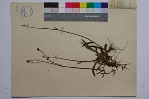 Hieracium ruprechtii Boiss. ssp. trojanicum T. Georg. [ SOMXXXXX0170] (2) (c) Institute of Biodiversity and Ecosystem Research, BAS — Vascular Plants and Mosses Collections (SOM)