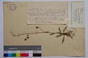 Hieracium stupeanum Grsb. ssp. davidoffianum T. Georg. [ SOMXXXXX0171] (c) Institute of Biodiversity and Ecosystem Research, BAS — Vascular Plants and Mosses Collections (SOM)