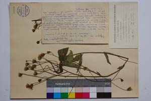 Hieracium erythrocarpum Peter. ssp. chloriphyllym T. Georg. [ SOMXXXXX0172] (c) Institute of Biodiversity and Ecosystem Research, BAS — Vascular Plants and Mosses Collections (SOM)