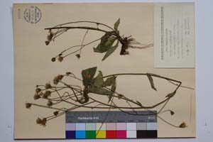 Hieracium erythrocarpum Peter. ssp. chloriphyllym T. Georg. [ SOMXXXXX0172] (2) (c) Institute of Biodiversity and Ecosystem Research, BAS — Vascular Plants and Mosses Collections (SOM)
