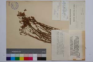 Hypericum aucheri Jaub. & Spach var. simplex Jord. & Koz. [ SOMXXXXX0173] (c) Institute of Biodiversity and Ecosystem Research, BAS — Vascular Plants and Mosses Collections (SOM)