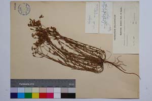Hypericum aucheri Jaub. & Spach var. simplex Jord. & Koz. [ SOMXXXXX0173] (2) (c) Institute of Biodiversity and Ecosystem Research, BAS — Vascular Plants and Mosses Collections (SOM)