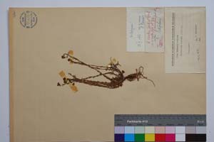 Hypericum aucheri J. & Sp. [ SOMXXXXX0174] (c) Institute of Biodiversity and Ecosystem Research, BAS — Vascular Plants and Mosses Collections (SOM)