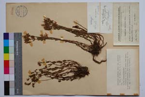 Hypericum barbatum Jacr. var. gracilis Jord. & Koz [ SOMXXXXX0175] (c) Institute of Biodiversity and Ecosystem Research, BAS — Vascular Plants and Mosses Collections (SOM)