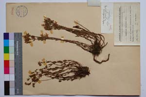 Hypericum barbatum Jacr. var. gracilis Jord. & Koz [ SOMXXXXX0175] (2) (c) Institute of Biodiversity and Ecosystem Research, BAS — Vascular Plants and Mosses Collections (SOM)