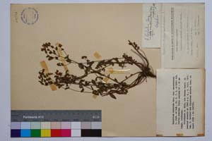 Hypericum barbatum Jacq. var. macedonicum Jord. & Koz. [ SOMXXXXX0176] (c) Institute of Biodiversity and Ecosystem Research, BAS — Vascular Plants and Mosses Collections (SOM)