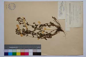 Hypericum barbatum Jacq. var. macedonicum Jord. & Koz. [ SOMXXXXX0176] (2) (c) Institute of Biodiversity and Ecosystem Research, BAS — Vascular Plants and Mosses Collections (SOM)