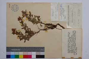 Hypericum cerastoides (Spach.) N. Robson var. simplex Jord. & Koz. f. repens Jord. & Koz [ SOMXXXXX0178] (c) Institute of Biodiversity and Ecosystem Research, BAS — Vascular Plants and Mosses Collections (SOM)