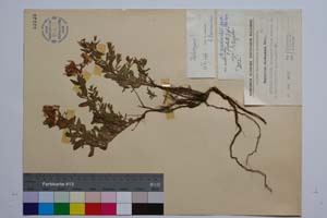 Hypericum cerastoides (Spach.) N. Robson var. simplex Jord. & Koz. f. repens Jord. & Koz [ SOMXXXXX0178] (2) (c) Institute of Biodiversity and Ecosystem Research, BAS — Vascular Plants and Mosses Collections (SOM)