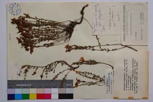 Hypericum olympicum L. var. olympicum f. prostrata Jord. & Koz. [ SOMXXXXX0179] (c) Institute of Biodiversity and Ecosystem Research, BAS — Vascular Plants and Mosses Collections (SOM)