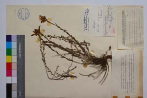 Hypericum olympicum L. var. tenuifolium Jord. & Koz. [ SOMXXXXX0180] (c) Institute of Biodiversity and Ecosystem Research, BAS — Vascular Plants and Mosses Collections (SOM)