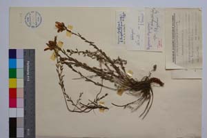 Hypericum olympicum L. var. tenuifolium Jord. & Koz. [ SOMXXXXX0180] (2) (c) Institute of Biodiversity and Ecosystem Research, BAS — Vascular Plants and Mosses Collections (SOM)