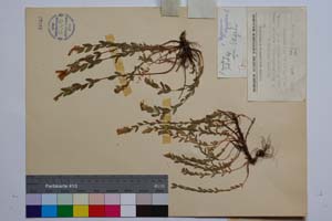 Hypericum olympicum L. var. olympicum f. uniflora Jord. & Koz. [ SOMXXXXX0181] (2) (c) Institute of Biodiversity and Ecosystem Research, BAS — Vascular Plants and Mosses Collections (SOM)