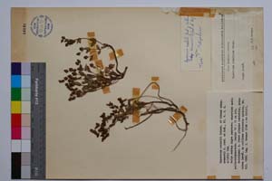 Hypericum rochelii Griseb. et Schenk. ssp. urumovii Jord. & Koz. [ SOMXXXXX0182] (c) Institute of Biodiversity and Ecosystem Research, BAS — Vascular Plants and Mosses Collections (SOM)