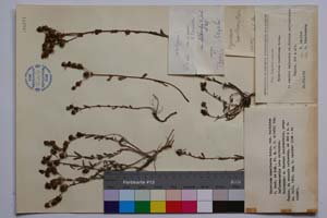 Hypericum rumeliacum Boiss. var. deltoides Jord. & Koz. [ SOMXXXXX0183] (c) Institute of Biodiversity and Ecosystem Research, BAS — Vascular Plants and Mosses Collections (SOM)